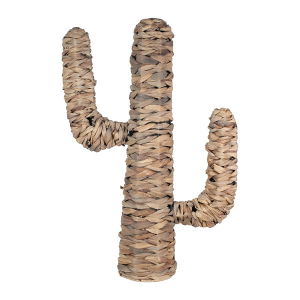 Cactus moyen naturel